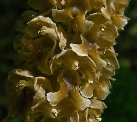 Néottie nid-d'oiseau (Neottia nidus-avis) Néottie nid-d'oiseau (Neottia nidus-avis)