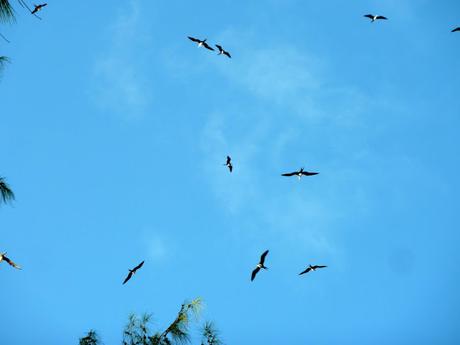 Les Seychelles, le paradis des oiseaux