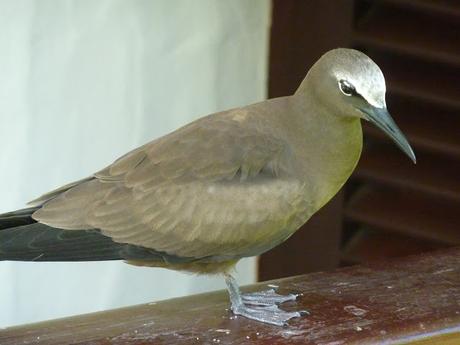 Les Seychelles, le paradis des oiseaux