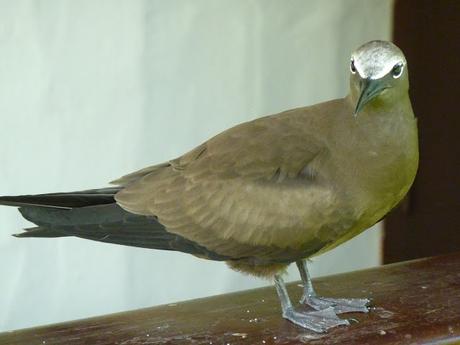 Les Seychelles, le paradis des oiseaux