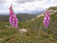 La digitale pourpre de Corse (Digitalis purpurea var. gyspergerae)