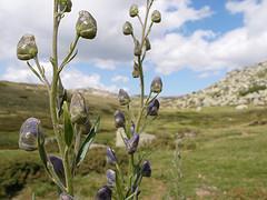 L'aconit corse (Aconitum napellus ssp corsicum)