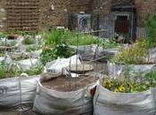 concombres squatteurs