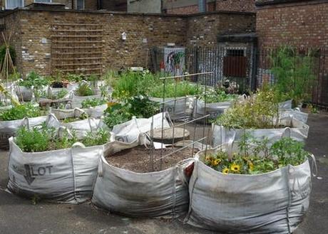 Les concombres squatteurs