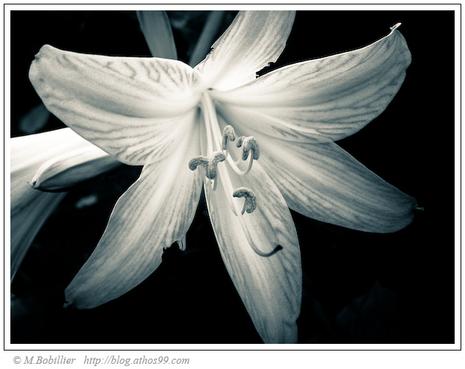 fleur amaryllis belladonna madère machico noir et blanc