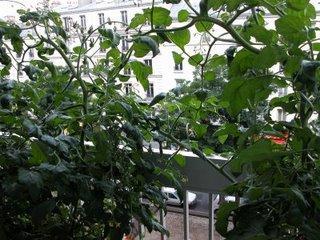 Mes petits secrets pour récolter plein de tomates cerises