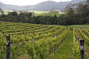 Vin australien et néo-zélandais : un millésime 2008 océanique