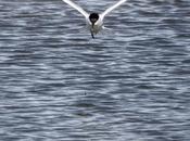 [L’Intention Photographique 1/4] quoi parle exactement