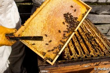 Le Canada aurait perdu la moitié de ses abeilles