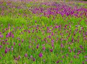 Dans champ d'orchidées