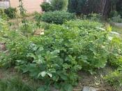 Evolution l'aménagement devant maison design