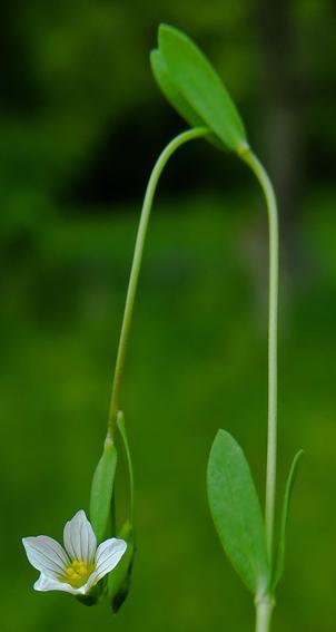 Lin purgatif (Linum catharticum)