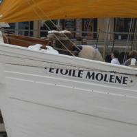 Etoile Molène-P1200773.jpg