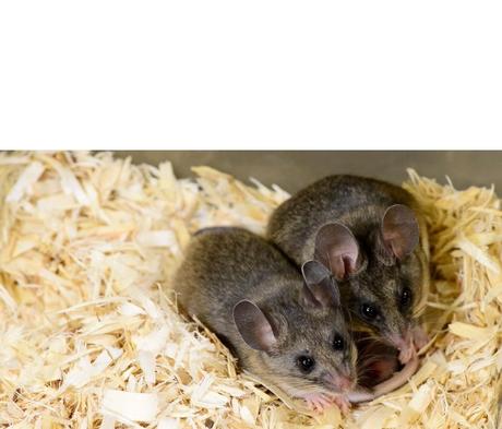 La souris est un bon modèle d’étude des comportements parentaux
