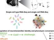 #Cell #facteurdetranscription #différenciation Convergence Phénotypique Facteurs Transcription Distincts Soumettent Régulation Dispositifs Terminaison Différenciation Communs