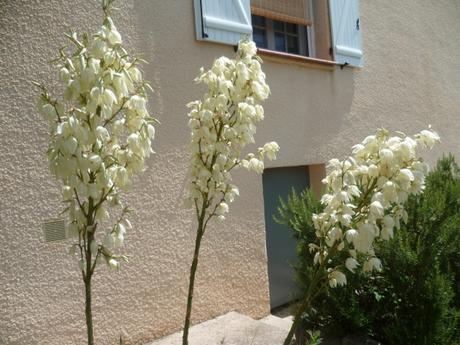 AU JARDIN CETTE SEMAINE eté,jardin,saisons,fleurs,jardinage,loisirs,juin