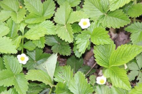 3 fragaria vesca romi 13 avril 2014 034 (3).jpg