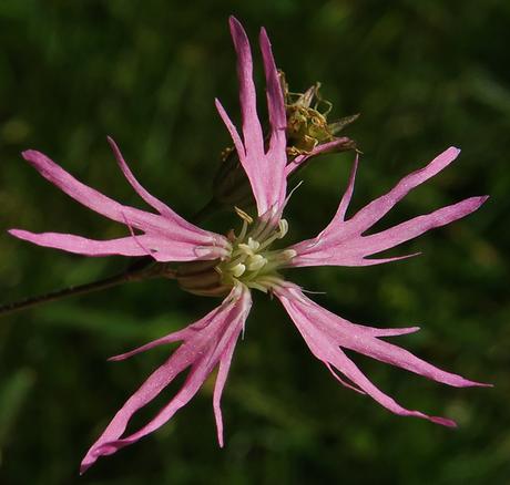 Lychnis fleur de coucou (Lychnis flos-cuculi)