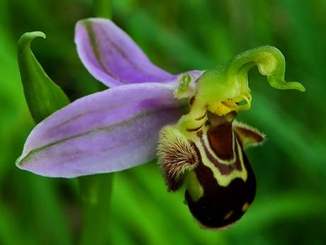 Ophrys abeille (Ophrys apifera)