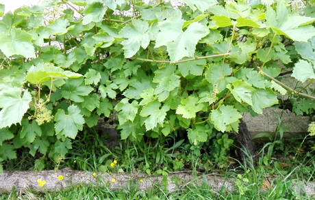 Les vignes au jardin d'Ecolo-bio-nature (vidéo)