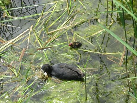 La France - Sur la D 1508 - suite