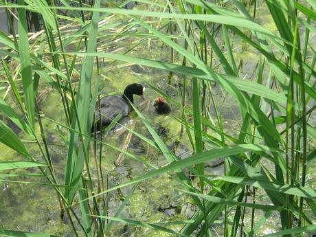 La France - Sur la D 1508 - suite