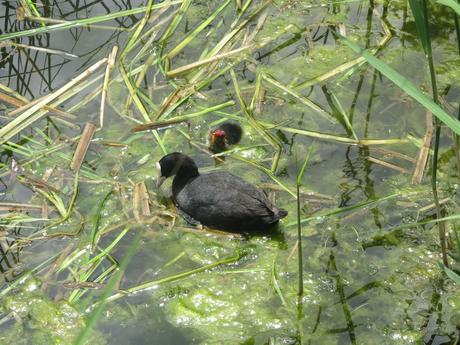La France - Sur la D 1508 - suite