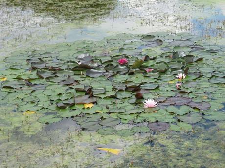 La France - Sur la D 1508 - suite