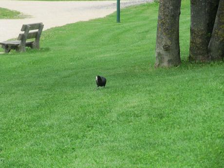 La France - Sur la D 1508 - suite