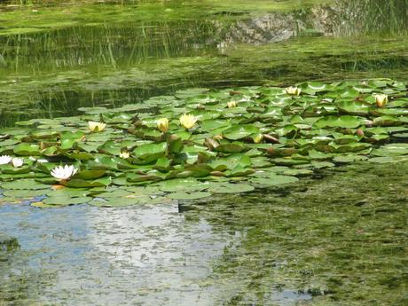 La France - Sur la D 1508 - suite