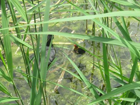 La France - Sur la D 1508 - suite