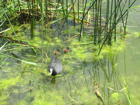 La France - Sur la D 1508 - suite