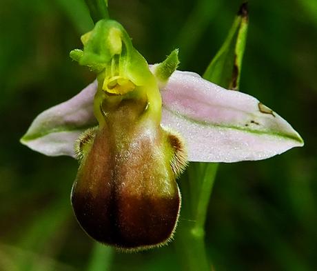 Ophrys abeille bicolore (Ophrys apifera var. bicolor)