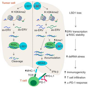 #Cell #exclusif #immunitéanti-tumorale #pointdecontrôle #LSD1 #L’ablation de LSD1 stimule l’immunité anti-tumorale et permet le blocage du point de contrôle immunitaire
