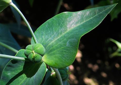 Euphorbe épurge (Euphorbia lathyris)