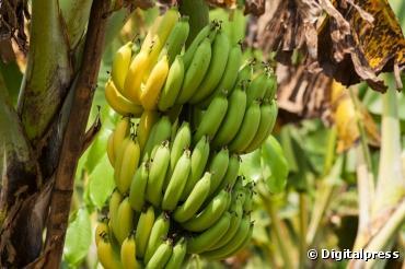 Plus de 90% des Antillais contaminés par un pesticide dangereux, le chlordécone