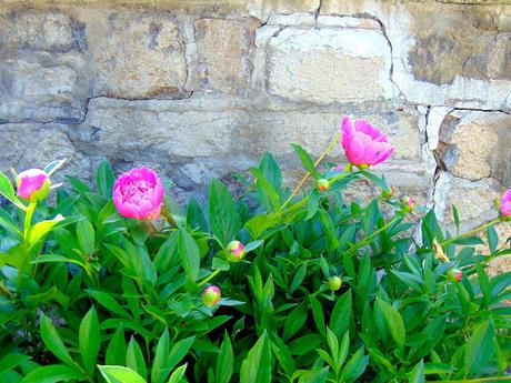 Crêpes béchamel, asperges,