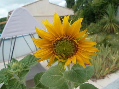 jardin,fleurs,plantes,week end,saison,été,loisirs,jardinage