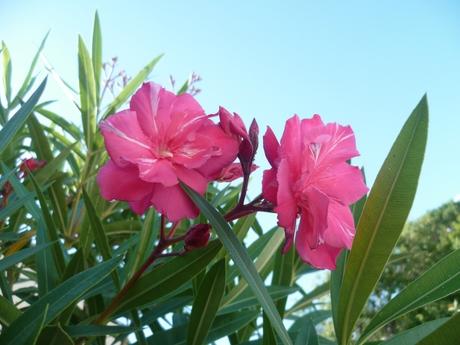 jardin,fleurs,plantes,week end,saison,été,loisirs,jardinage