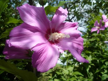 jardin,fleurs,plantes,week end,saison,été,loisirs,jardinage