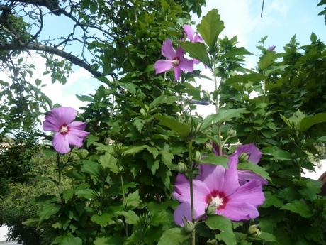 jardin,fleurs,plantes,week end,saison,été,loisirs,jardinage