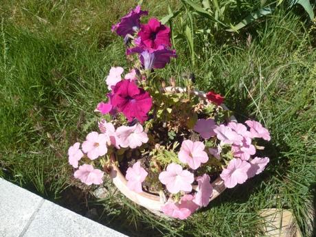 jardin,fleurs,plantes,week end,saison,été,loisirs,jardinage