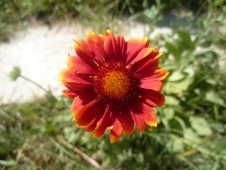 jardin,fleurs,plantes,week end,saison,été,loisirs,jardinage