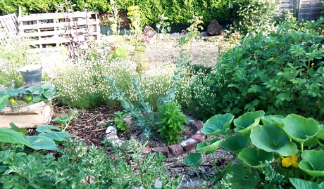 Petit tour du jardin en vidéo 27 juin 2018 Petit tour du jardin en vidéo 27 juin 2018