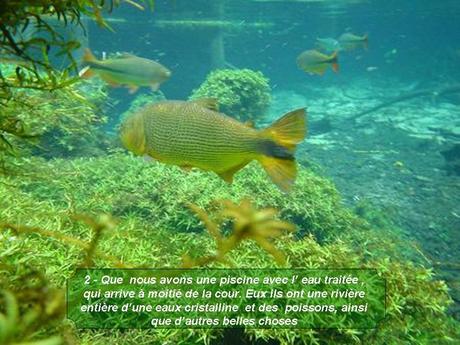 Divers - Magnifique si c'est vraie