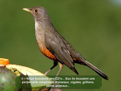 Divers - Magnifique si c'est vraie