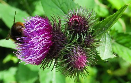 Chardon bardane (Carduus personata)