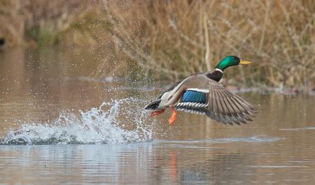La New Balance 997 Duck Camo prend son envol