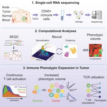 #Cell #cartographiegénétique #tumeurmammaire Cartographie à l’échelle d’une cellule unique des divers phénotypes immuns dans le microenvironnement tumoral mammaire