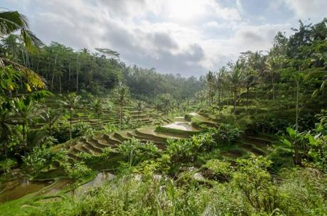 Notre séjour à Bali: à la découverte d’Ubud et de ses alentours